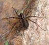 Pardosa palustris